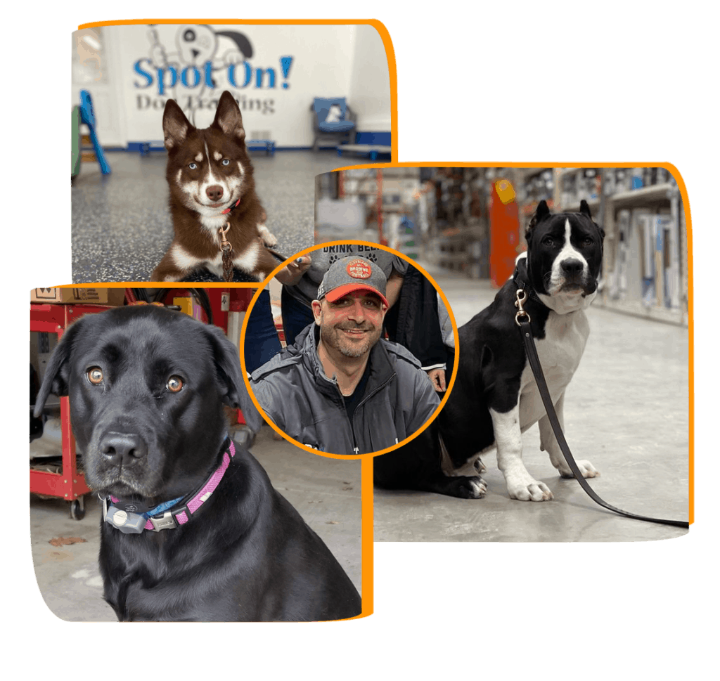 Fullservice Dog Training Company Spot On! Dog Training